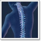 позвоночник